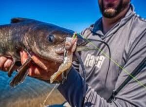 Top 5 Carp Baits That Will Guarantee a Successful Fishing Trip